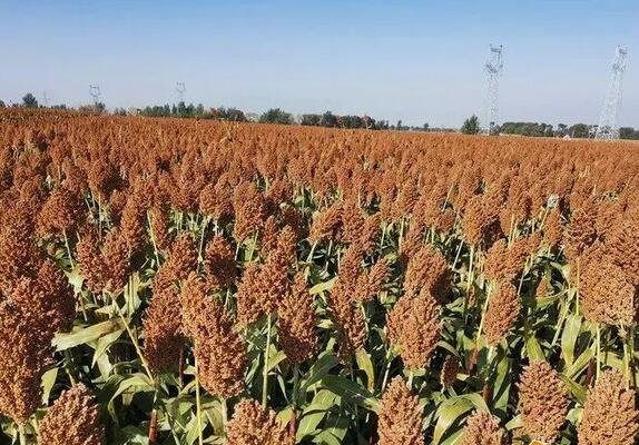 2021����ȳ���֧����Щũҵ��Ŀ