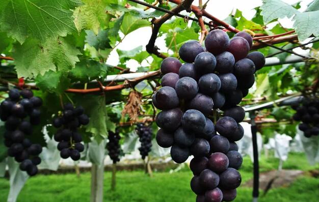 ������֮�ǹٷ���վ�������ι�ˮ��һ�廯���Ľ���������߷���