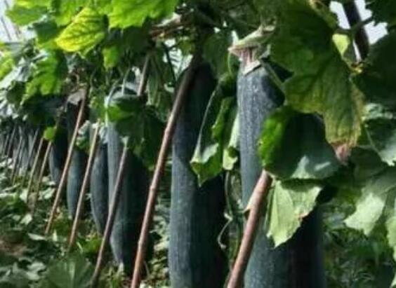 ����ˮ��һ�廯������ʵ��ˮ��ͬ�������͸�Ч���õĽ�ˮũҵ����