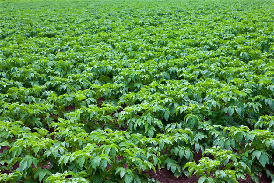 ����֮�� - dpzx.com