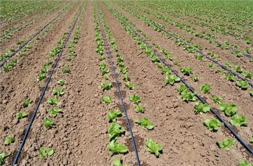 20250818113109_25339 µÂÆËÖ®ÐÇ - dpzx.com