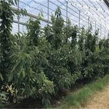 5mj40uGGq4rbgllsmZYJ