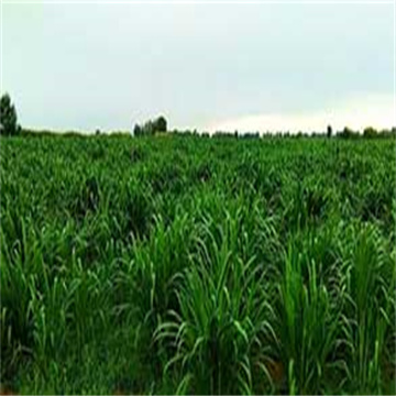 DMUSv9f3eyrrGDgdbywg