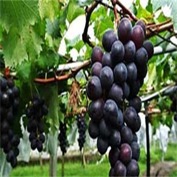 EfV5fa33Bo6UjM0IsWWY