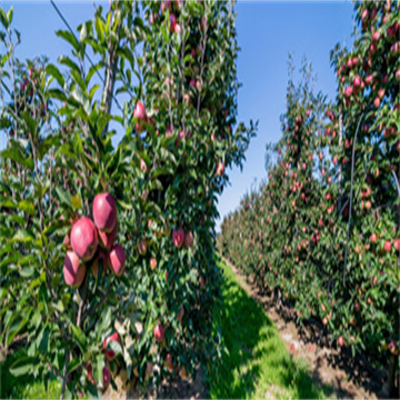 U94RrgyPUVz8J9mwFGXK