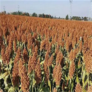 Y0AfZYFGSITAefD2DmCN