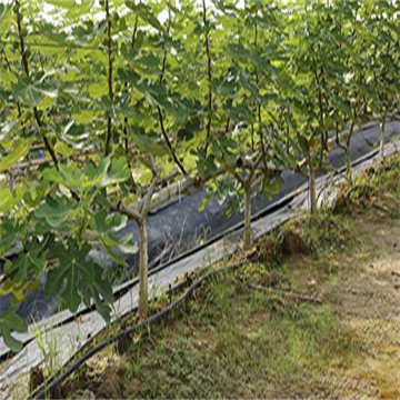 YgcmsKrEPBbPDSvOzA85