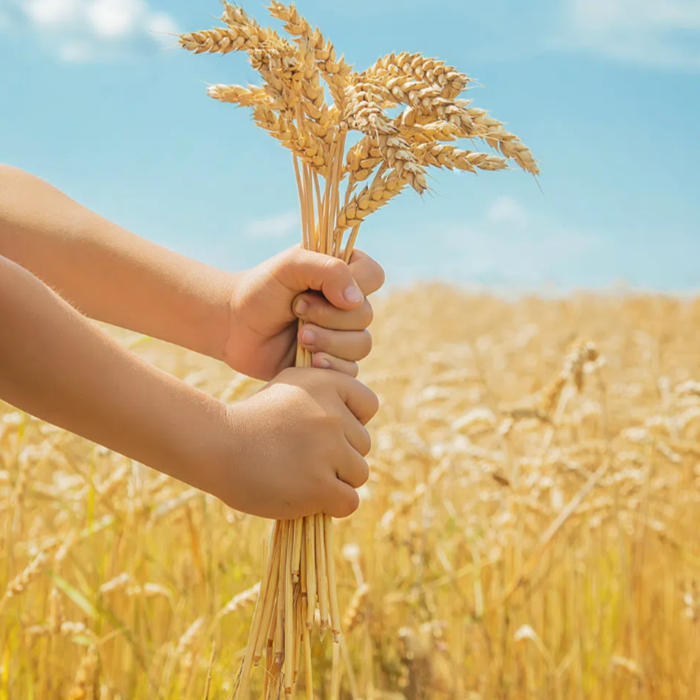 Z3iOAIfpSYd0ze6sNKVA