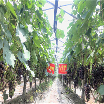 aQ5YRl8i4npEdwKAFf74