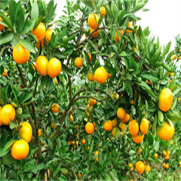 gaYvzD526cO39dgEY7KG