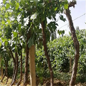 u1TNbYp3riNjS0mX4Uhv